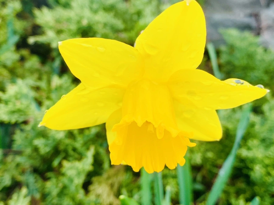 IMG_6084.jpg?type=w966