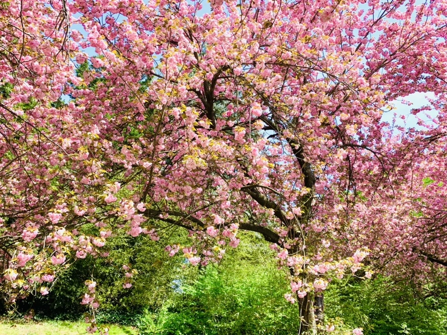 IMG_6473.jpg?type=w966