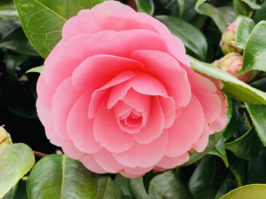 IMG_6009.jpg?type=w966