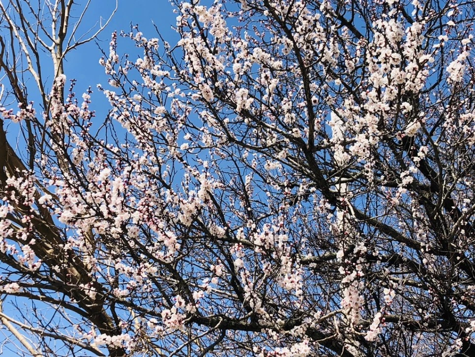 IMG_2239.jpg?type=w966