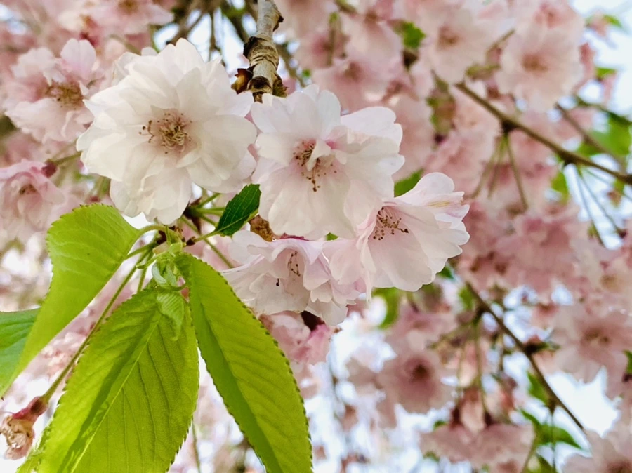 IMG_6701.jpg?type=w966