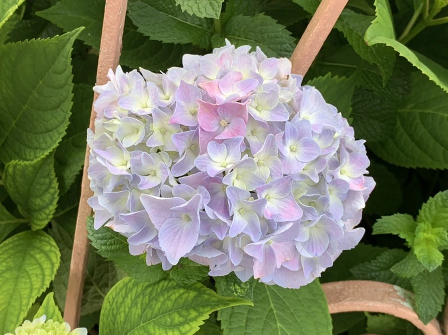 IMG_2664.jpg?type=w966