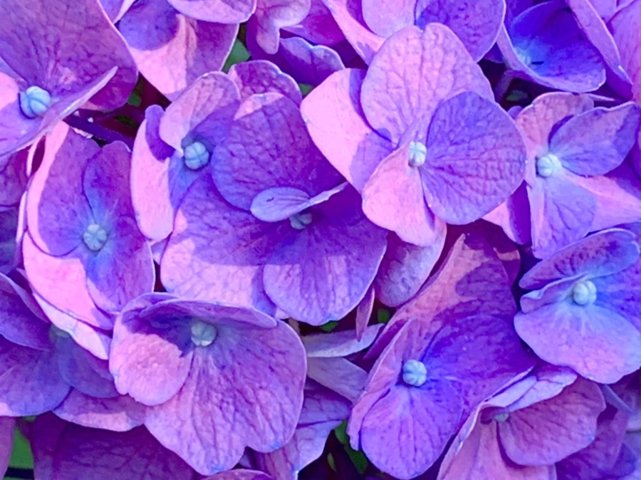 IMG_8766.jpg?type=w966