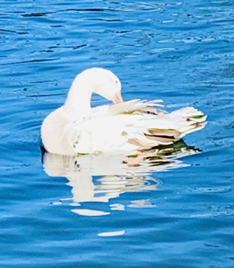 IMG_8924.jpg?type=w966