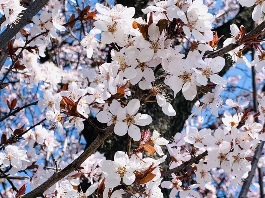 IMG_7935.jpg?type=w966