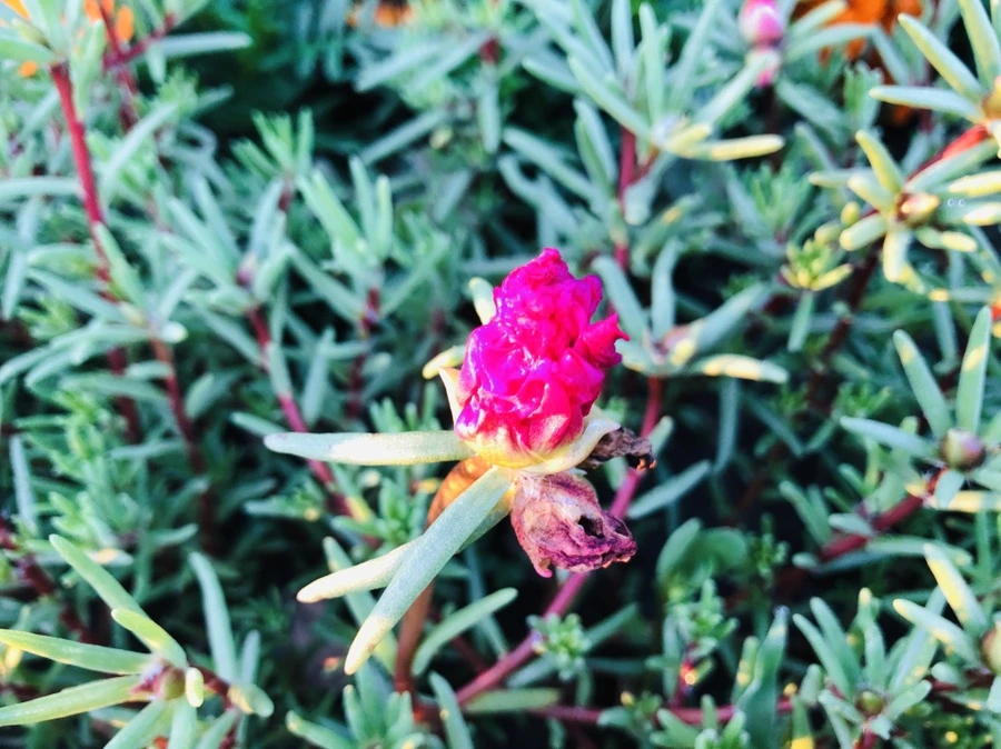 IMG_1010.jpg?type=w966