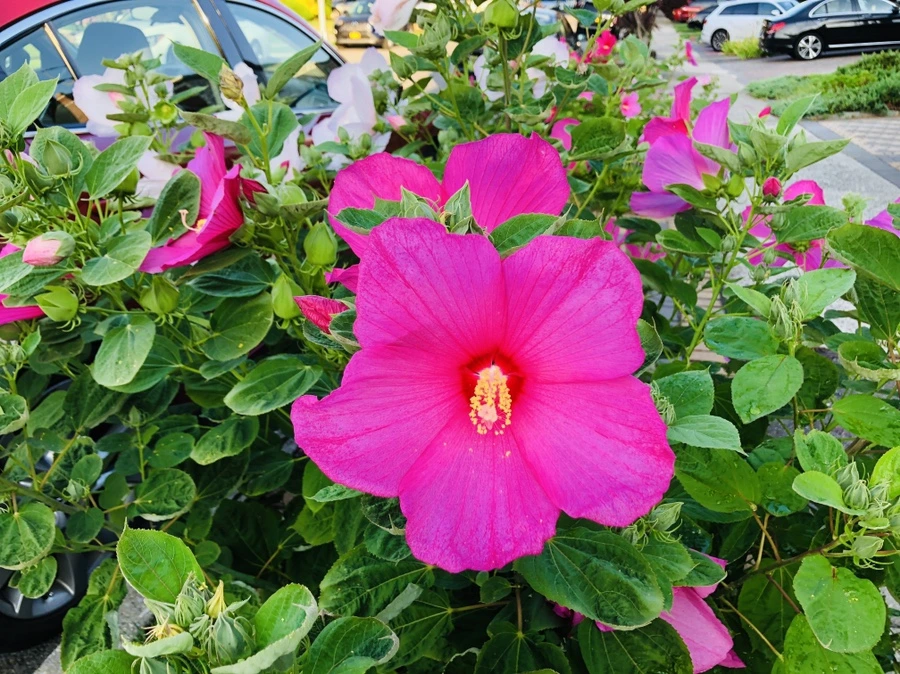 IMG_3558.jpg?type=w966