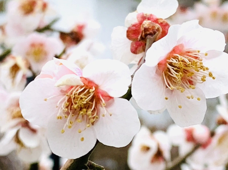 IMG_3609.jpg?type=w966