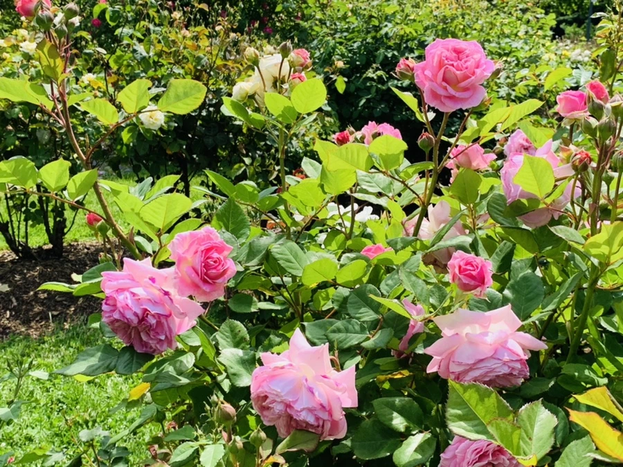 IMG_5778.jpg?type=w966