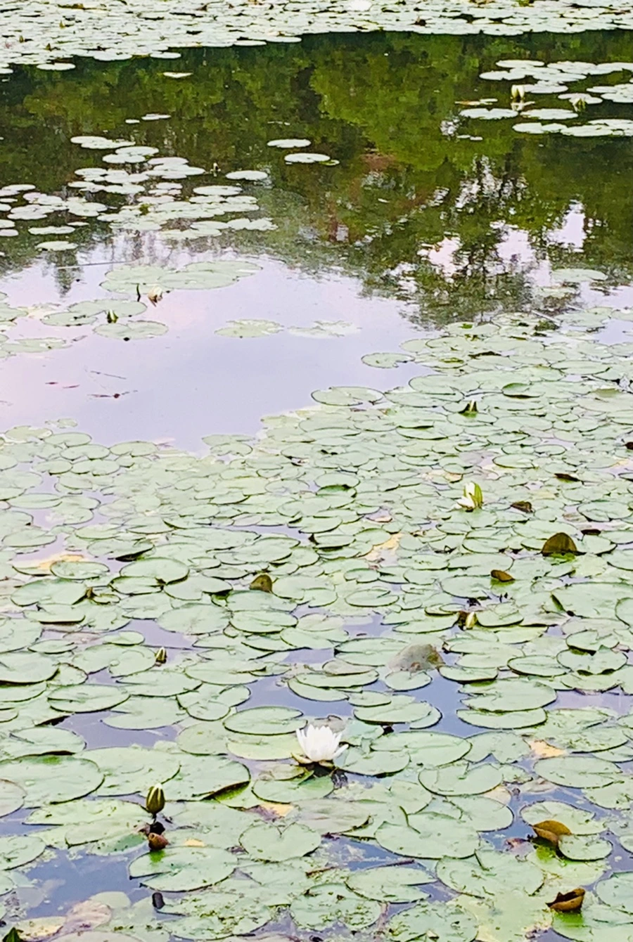 IMG_1494.jpg?type=w966