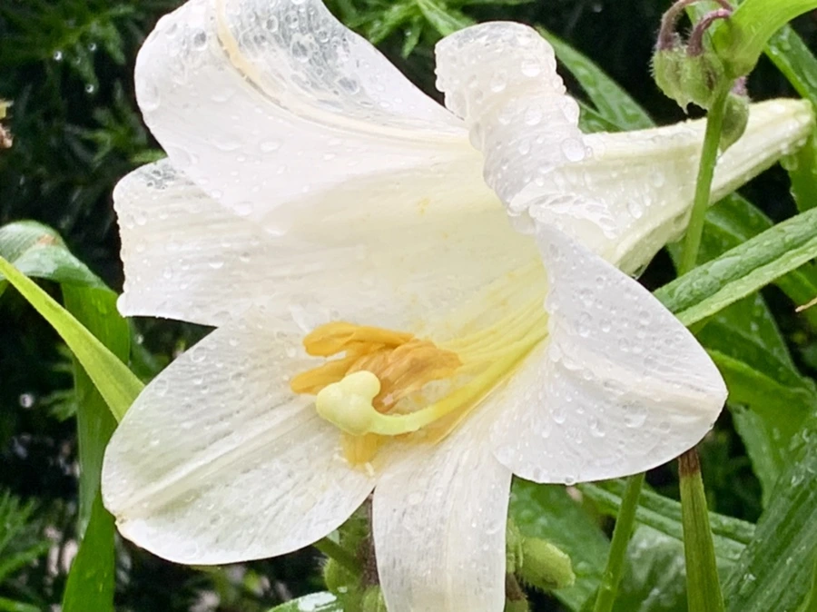 IMG_0136.jpg?type=w966