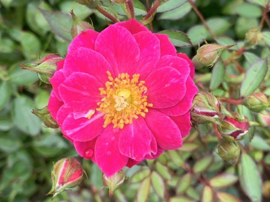 IMG_1098.jpg?type=w966