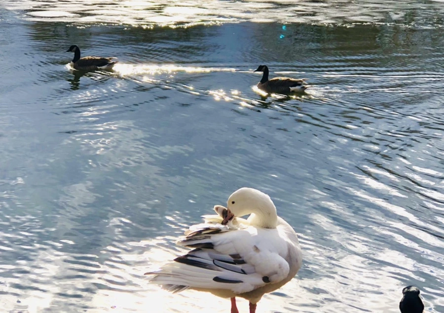 IMG_5126.jpg?type=w966