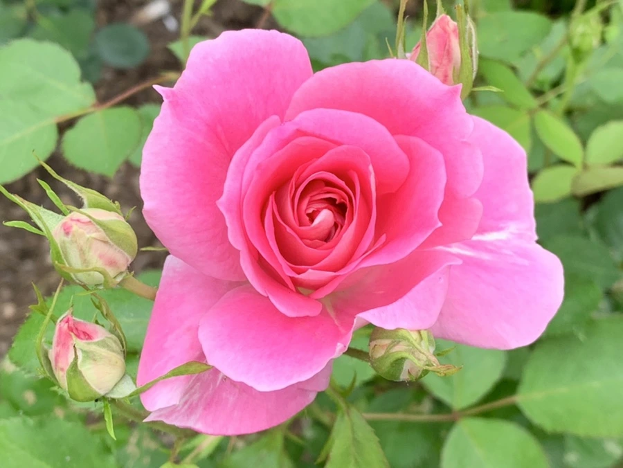 IMG_6463.jpg?type=w966