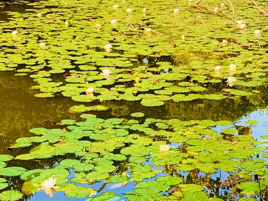 IMG_0758.jpg?type=w966