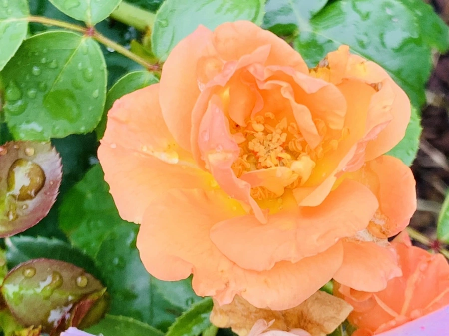 IMG_0987.jpg?type=w966