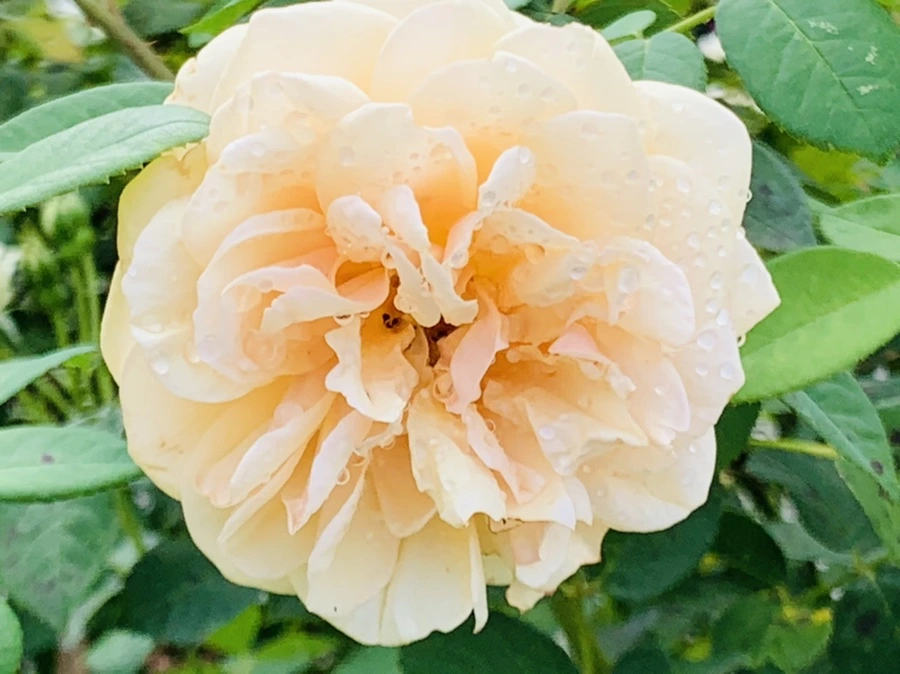 IMG_4979.jpg?type=w966