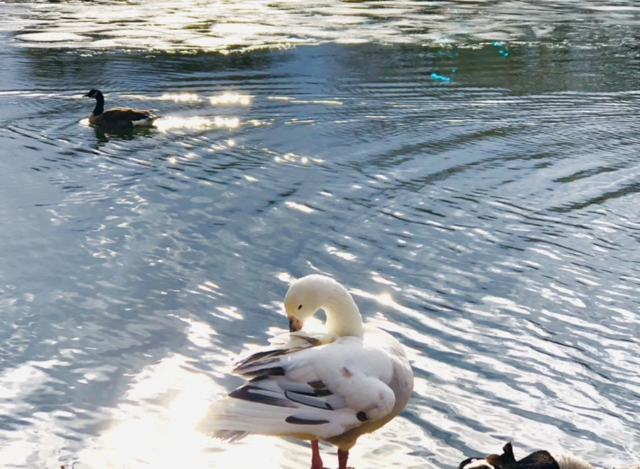 IMG_5127.jpg?type=w966