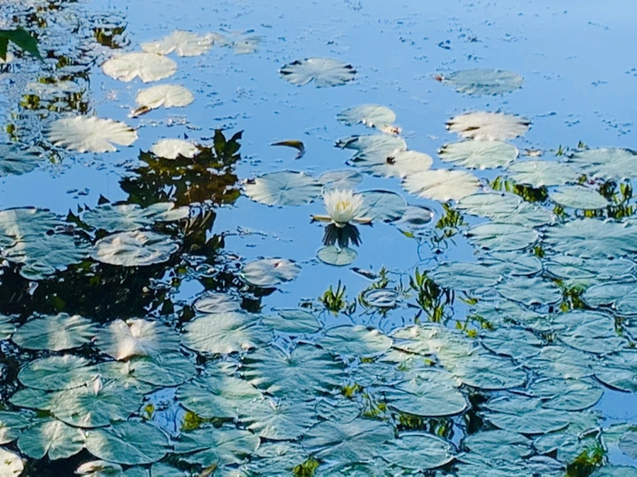 IMG_4253.jpg?type=w966