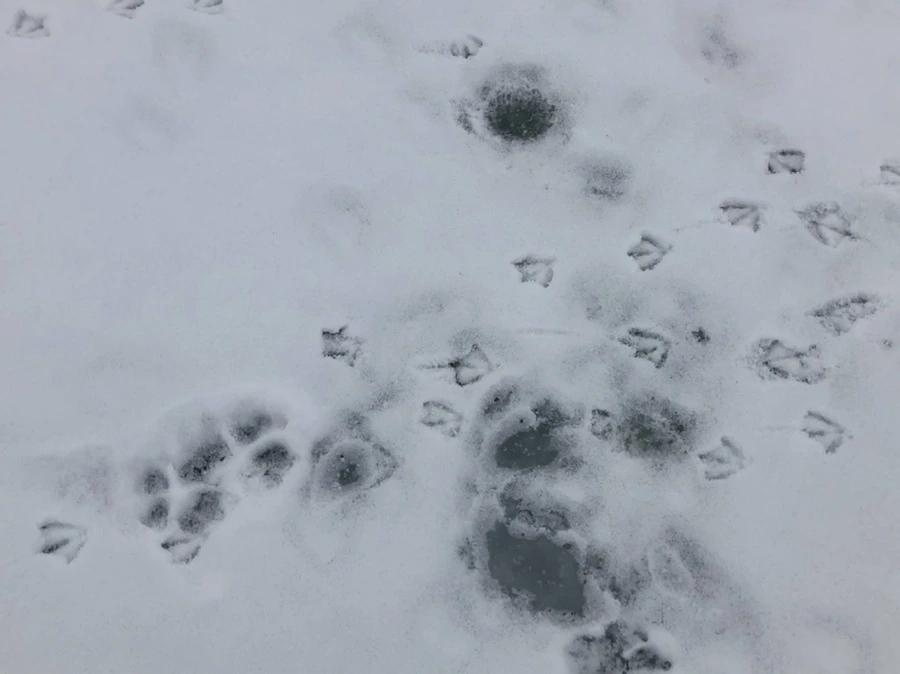 IMG_2580.jpg?type=w966