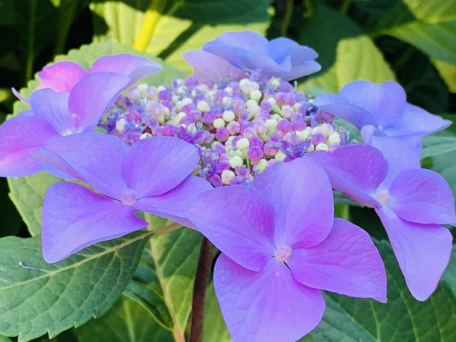 IMG_6308.jpg?type=w966