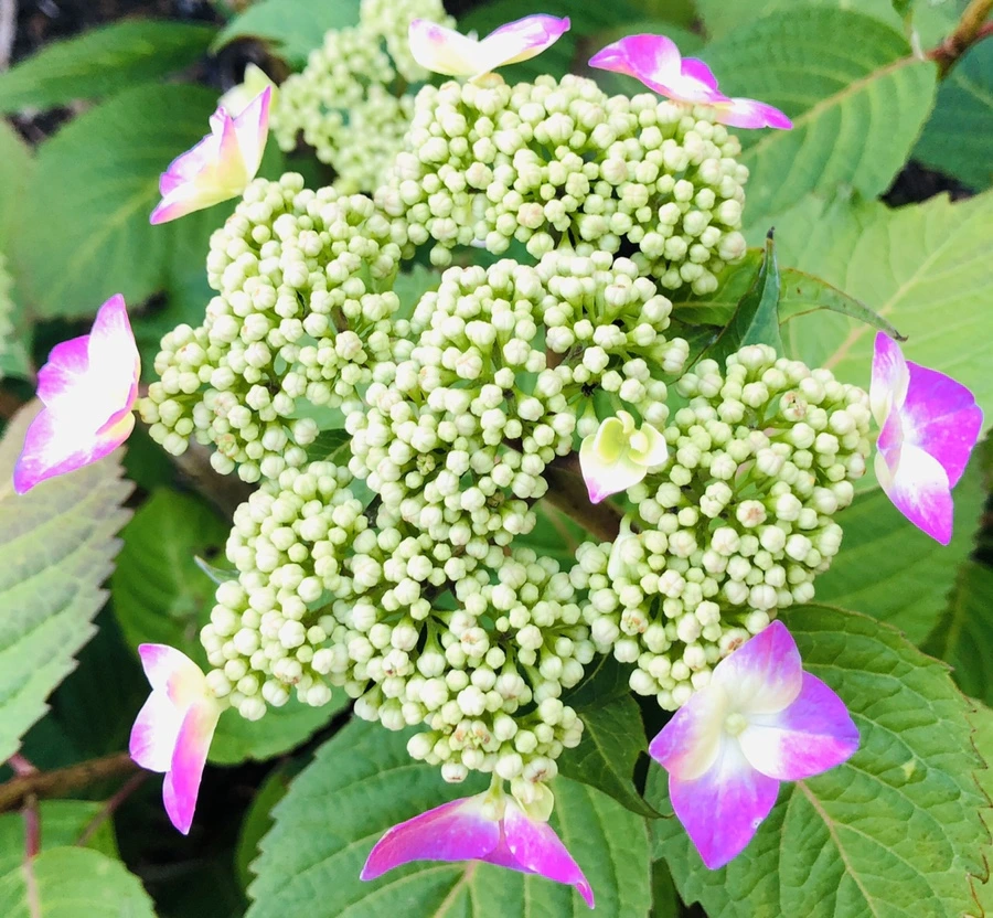 IMG_8668.jpg?type=w966