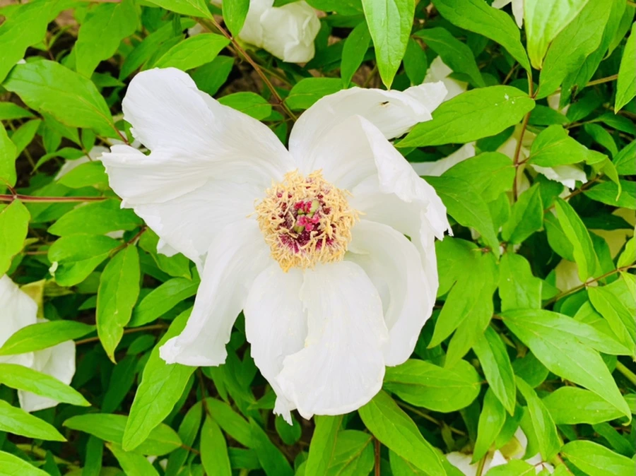 IMG_8943.jpg?type=w966