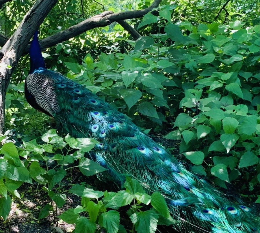 IMG_4217.jpg?type=w966