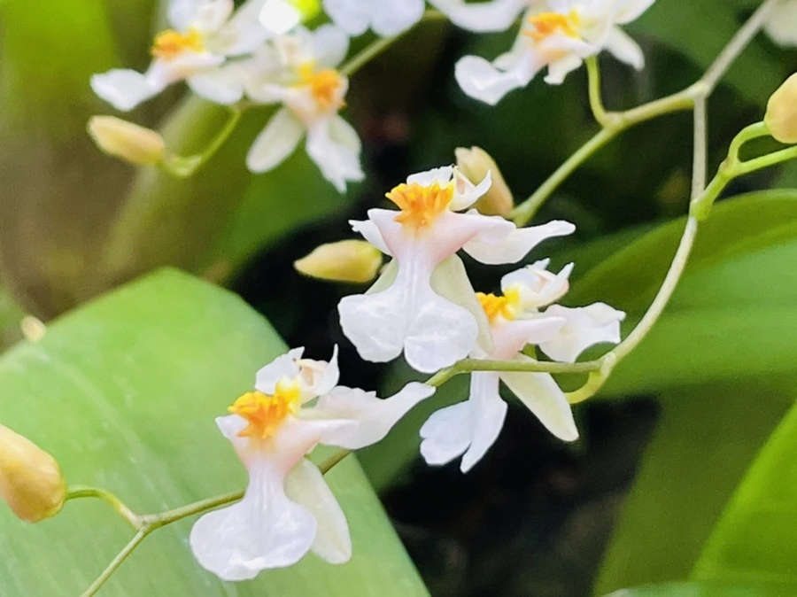 IMG_4452.jpg?type=w966