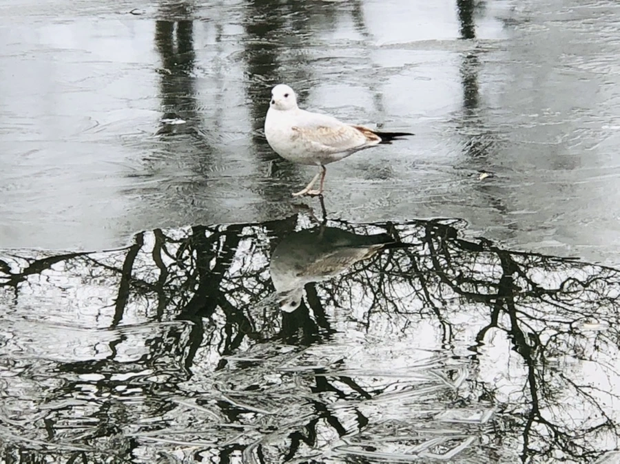 IMG_9002.jpg?type=w966