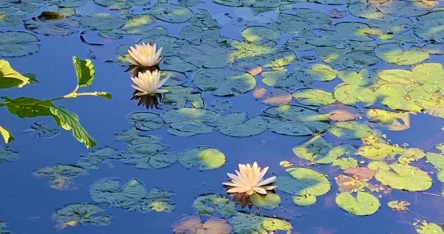 IMG_1902.jpg?type=w966