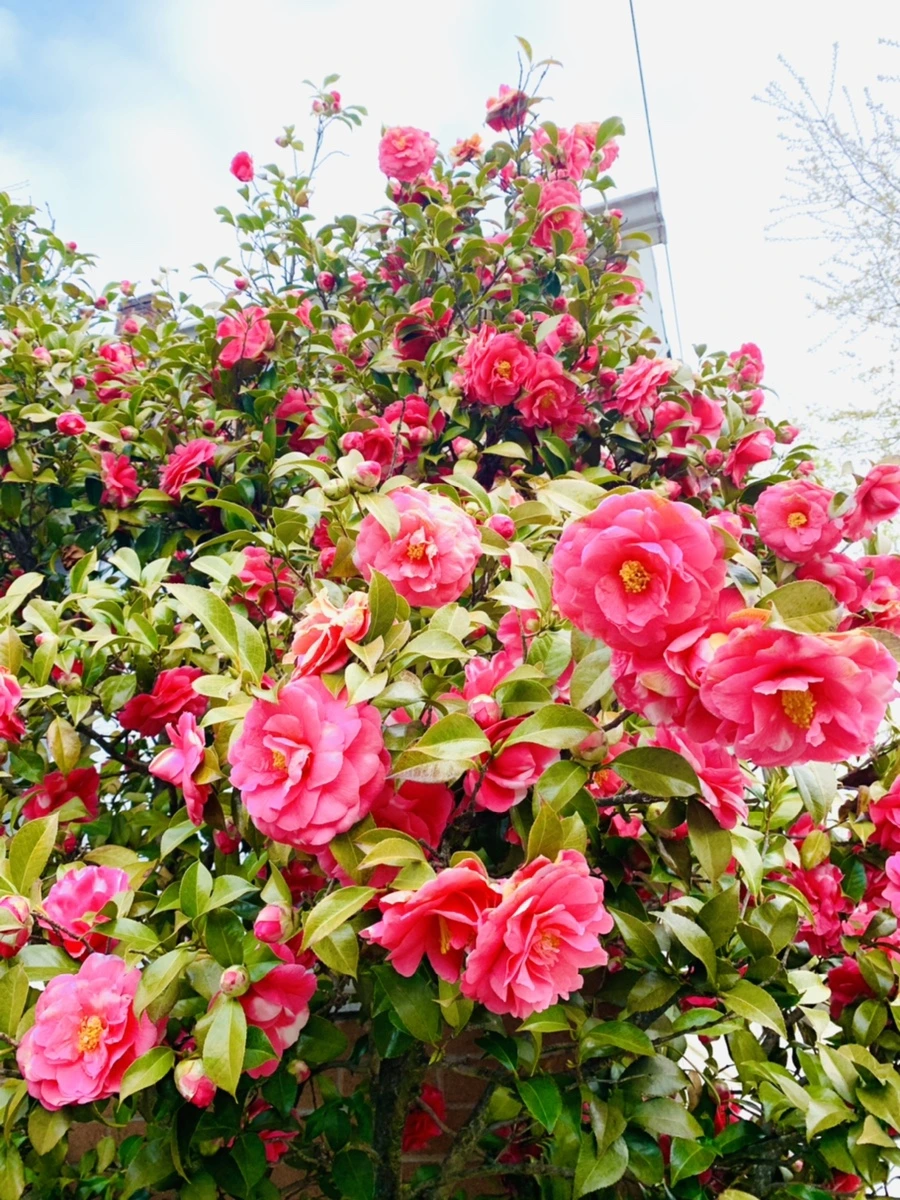 IMG_2915.jpg?type=w966