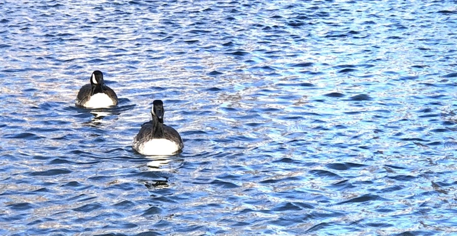 IMG_3908.jpg?type=w966