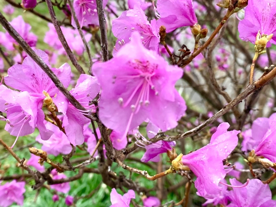 IMG_4837.jpg?type=w966