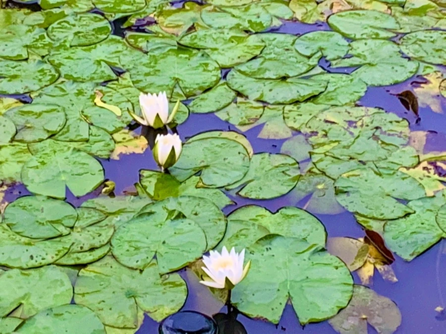 IMG_7689.jpg?type=w966