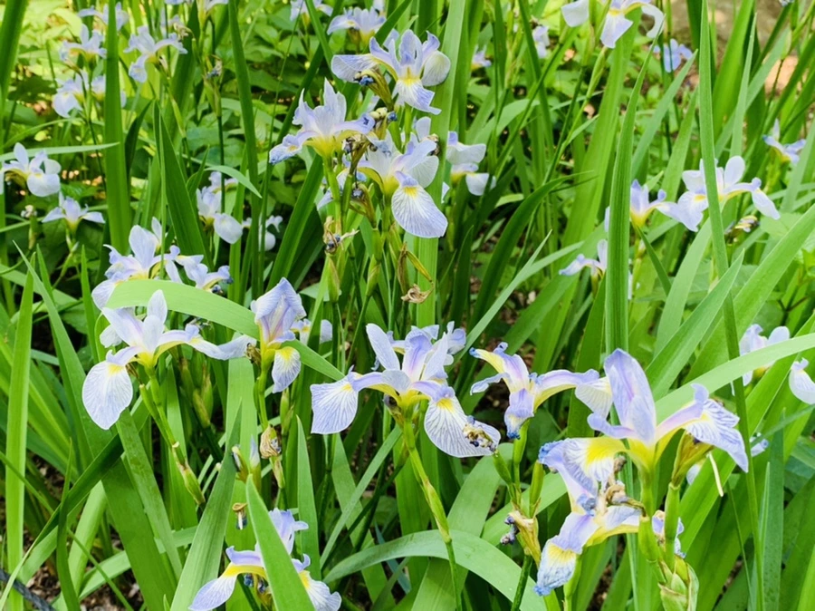 IMG_8446.jpg?type=w966