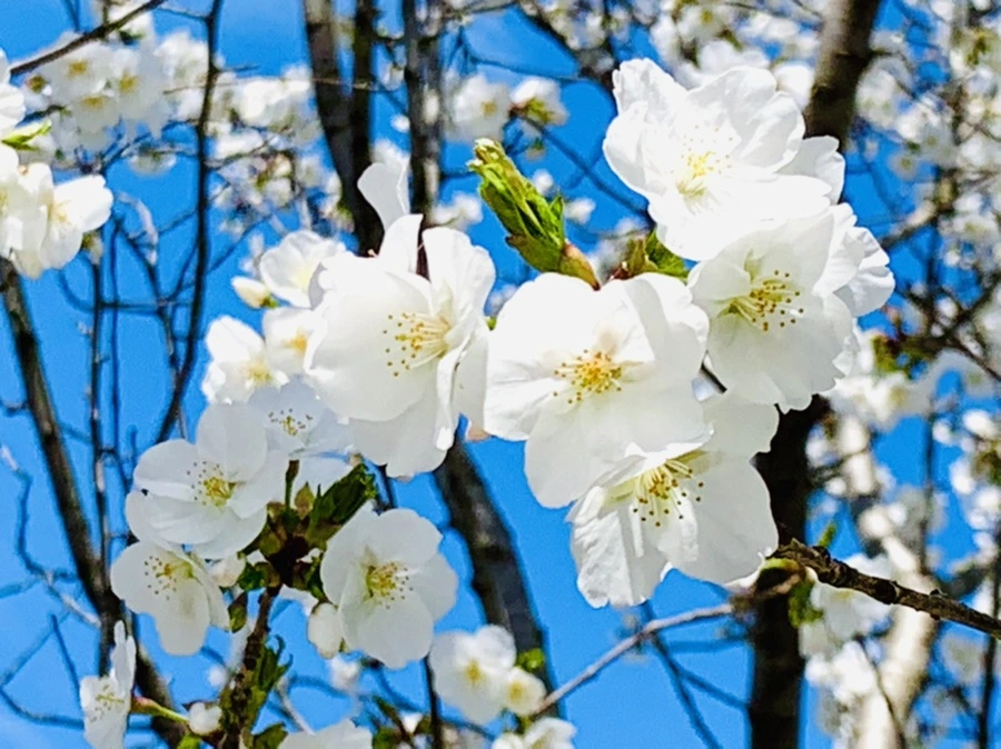 IMG_8381.jpg?type=w966