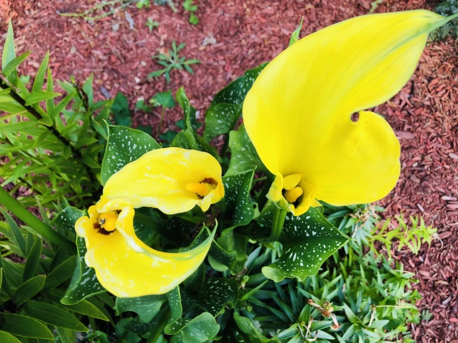 IMG_1161.jpg?type=w966