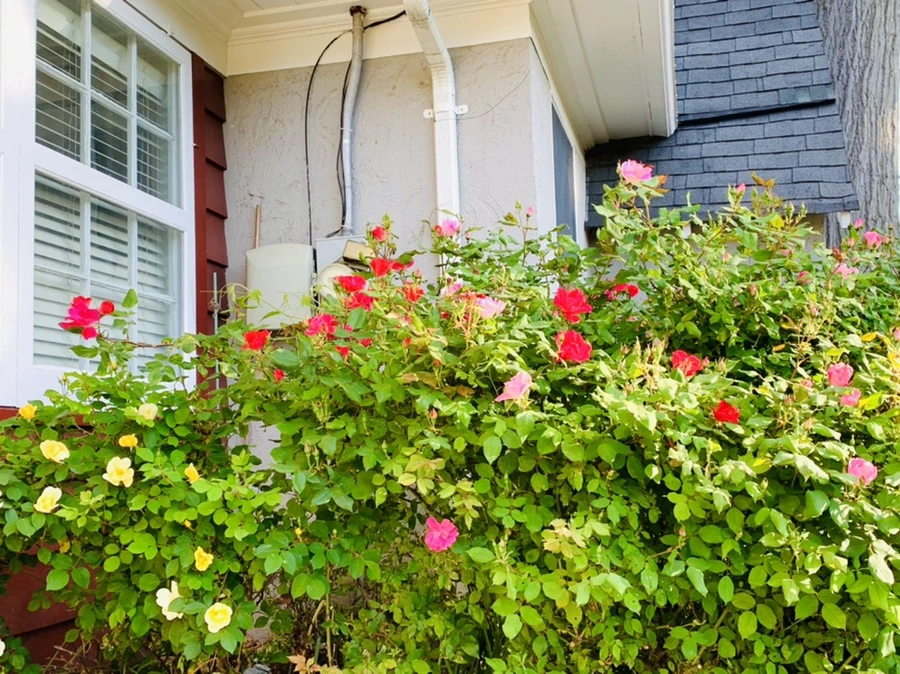 IMG_4558.jpg?type=w966