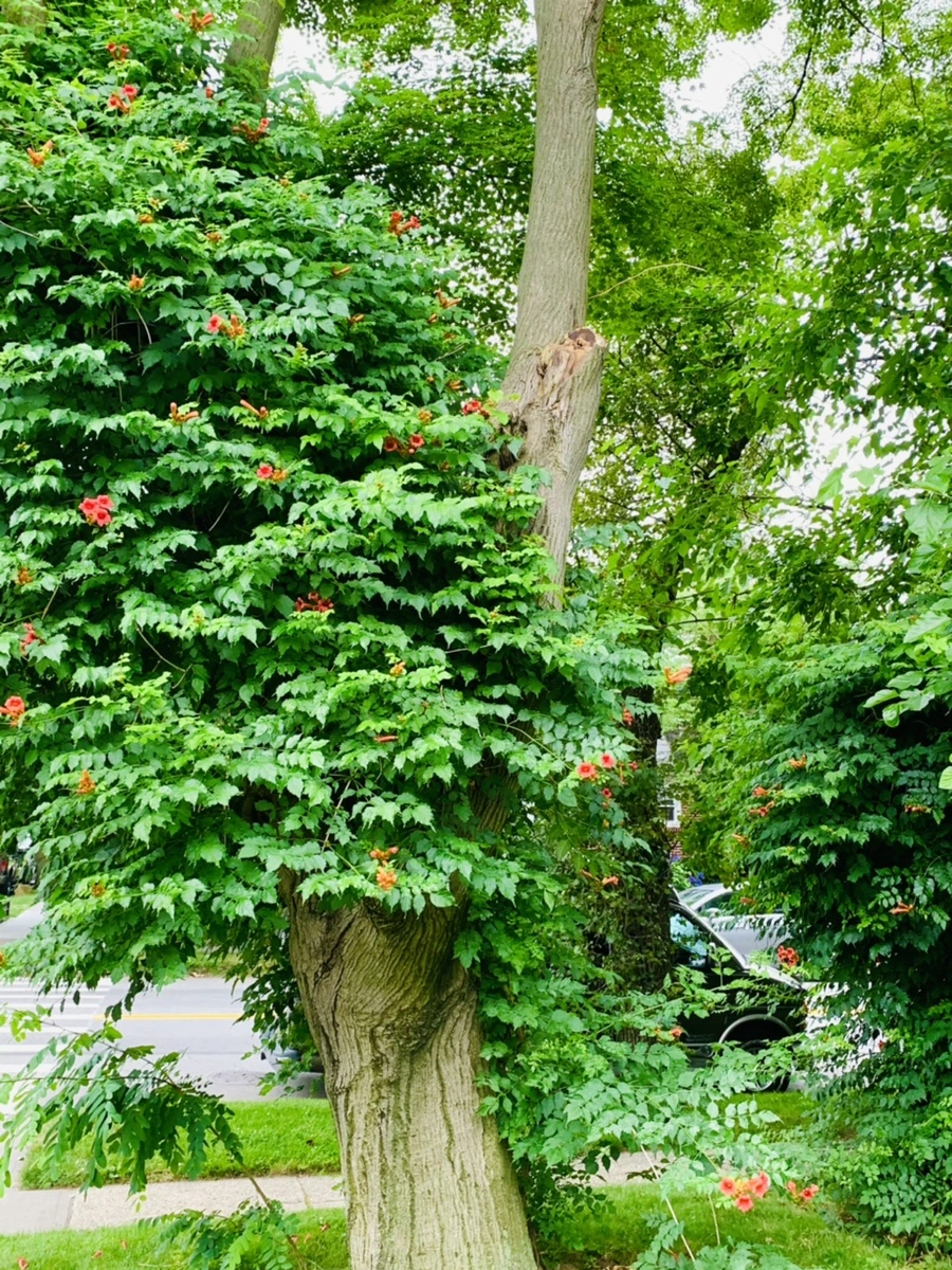 IMG_7130.jpg?type=w966