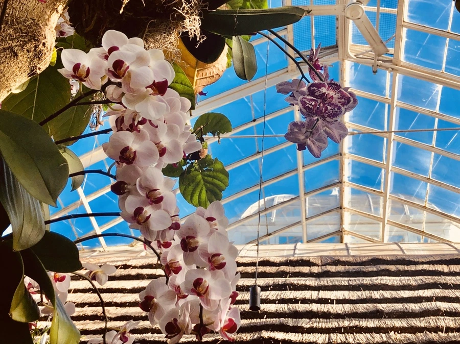 IMG_6263.jpg?type=w966