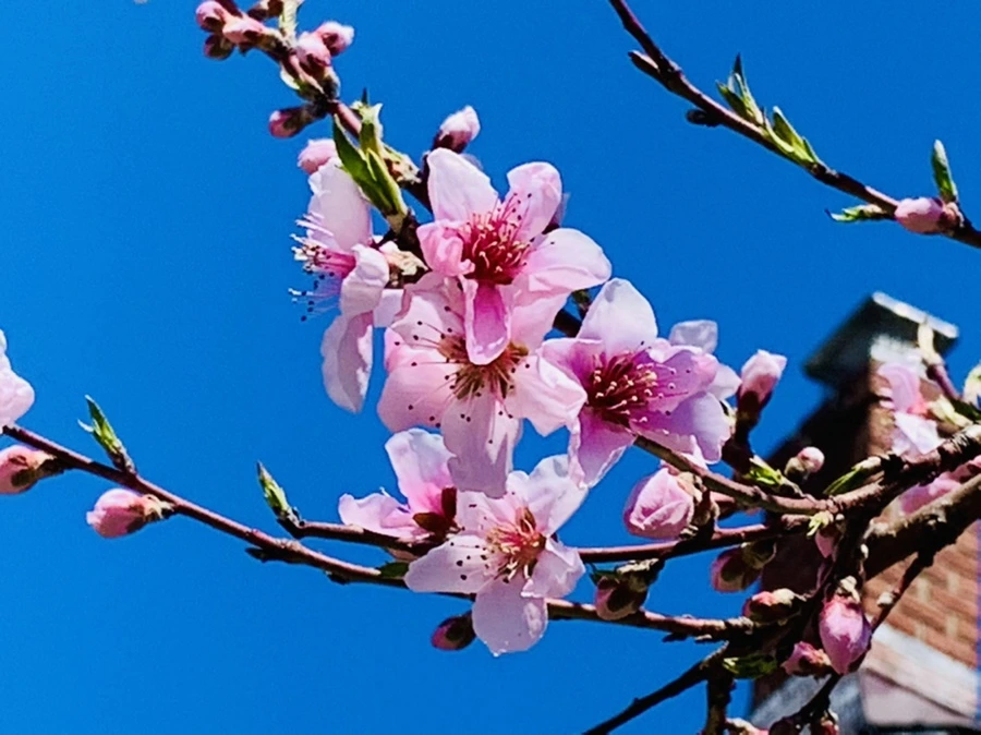 IMG_8181.jpg?type=w966