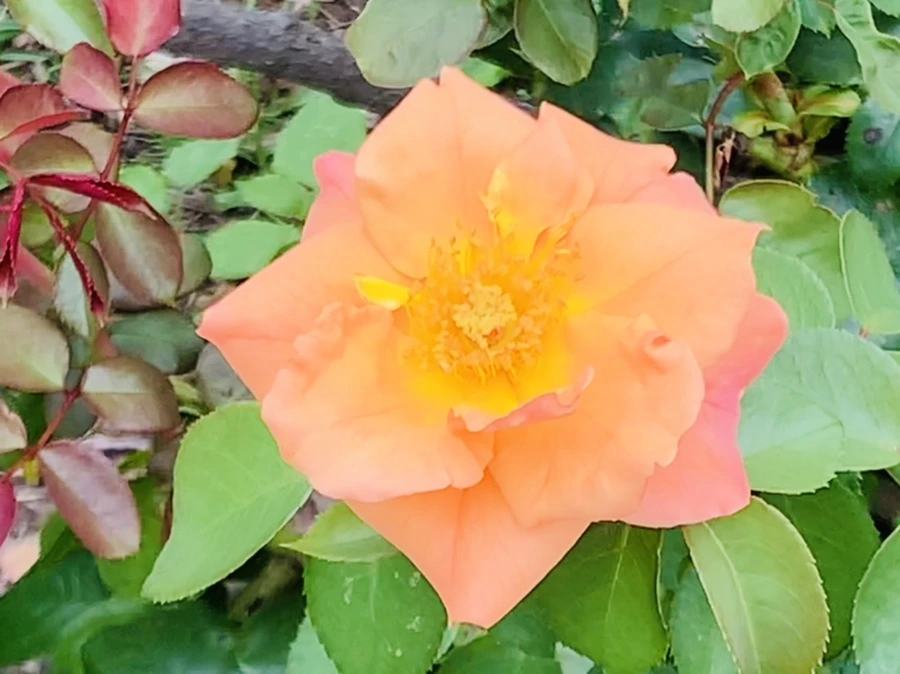 IMG_5069.jpg?type=w966