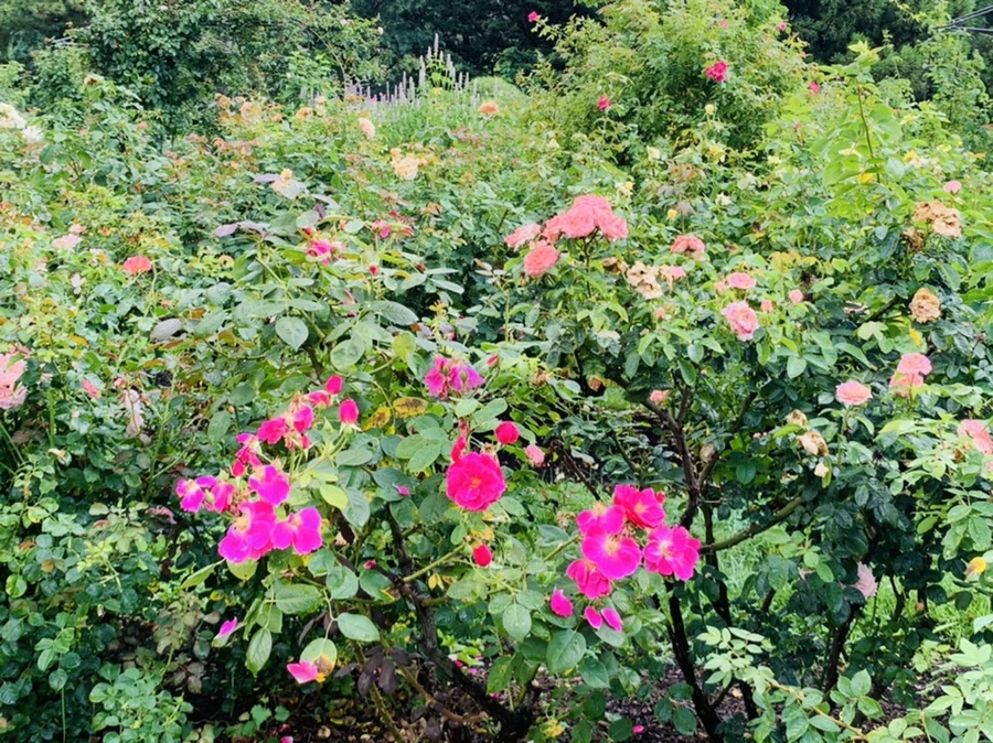 IMG_7357.jpg?type=w966