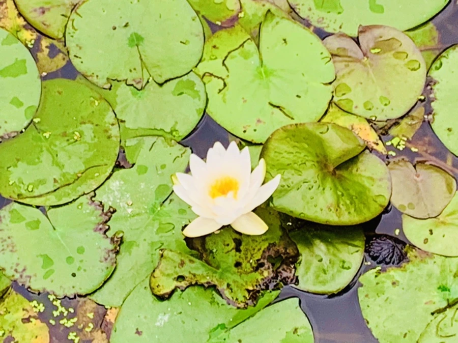 IMG_7171.jpg?type=w966