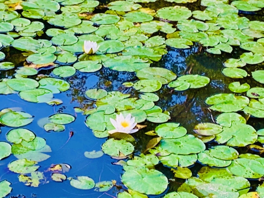 IMG_7906.jpg?type=w966