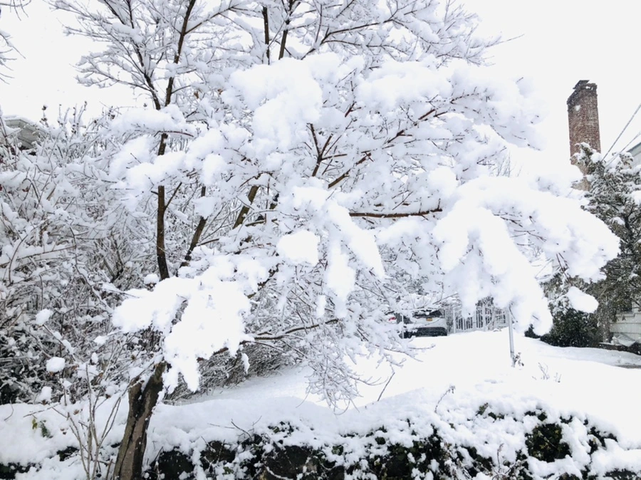 IMG_1019.jpg?type=w966