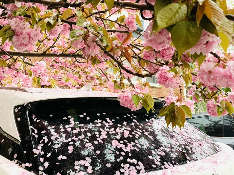 IMG_5238.jpg?type=w966