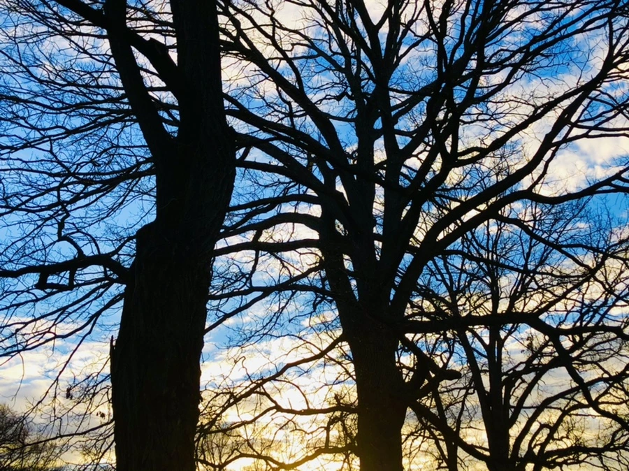 IMG_4875.jpg?type=w966