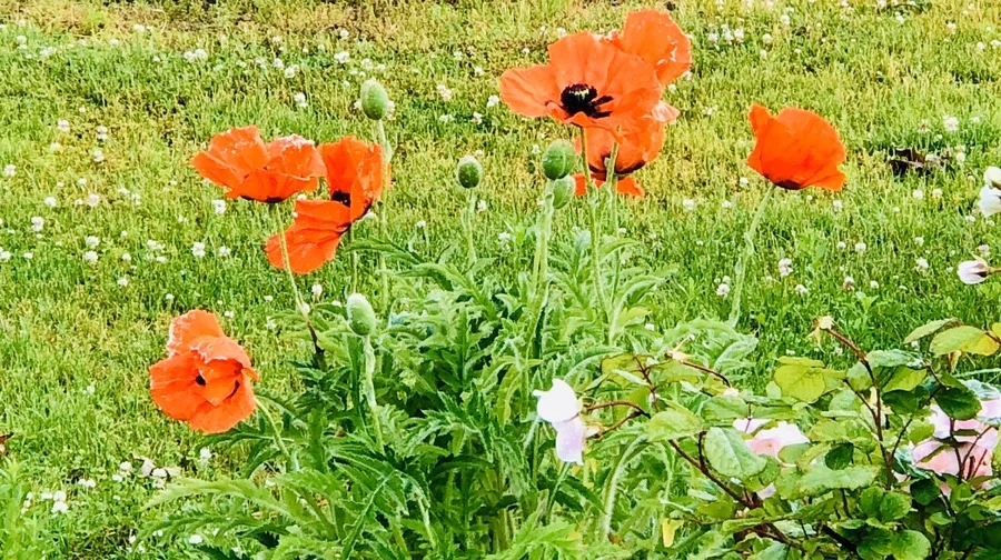 lAN-wiHqvaC9UY06FjBPqYIrN5A